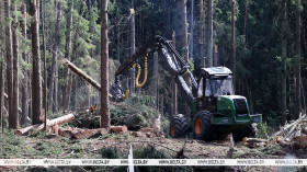 Lukashenko calls for profitable use of storm-damaged trees