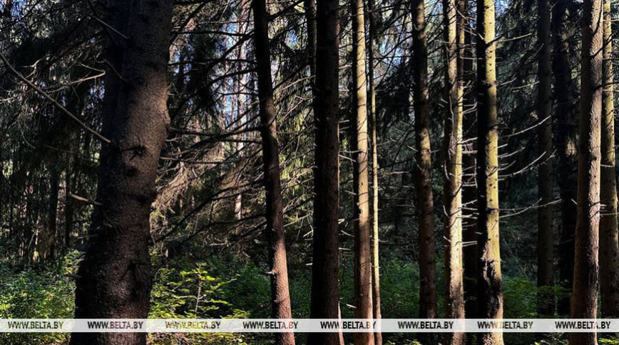 Forest access restrictions in place in 91 districts across Belarus
