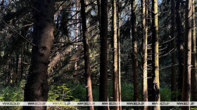 Forest access restrictions in place in 91 districts across Belarus