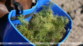 Belarus’ trade unions plant over 6.8m trees during reforestation campaign