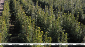 Belarus kicks off reforestation campaign